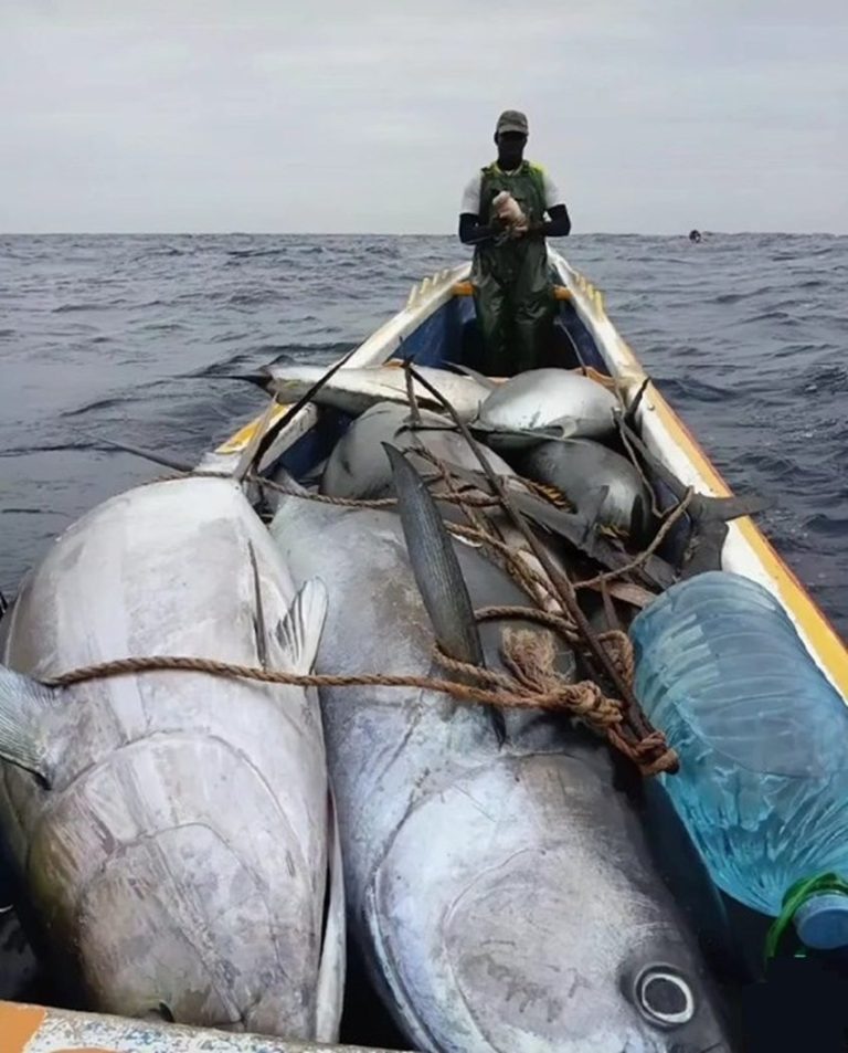 TourVessels unsinkable fiberglass commercial open boat with heavy tunas aboard — proof of offshore fishing capability. Available 10m to 25m.